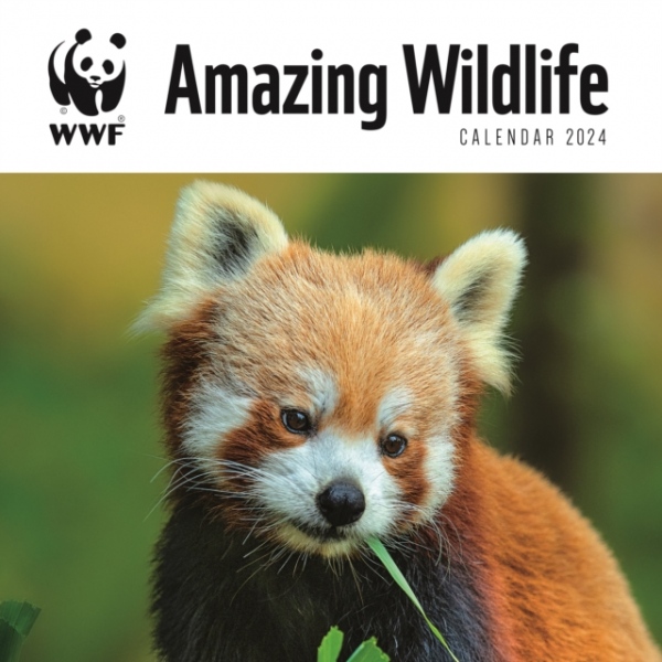 WWF Amazing Wildlife Square Wall Calendar 2024