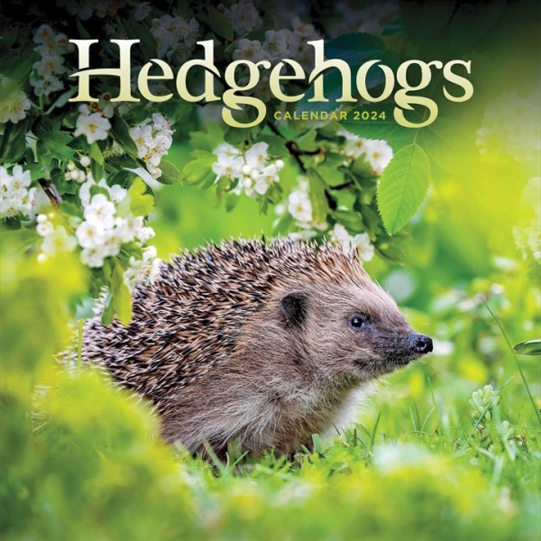Hedgehogs Square Wall Calendar 2024