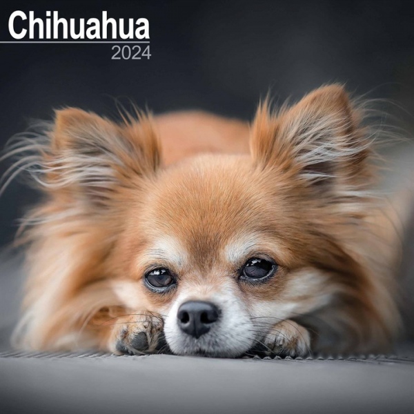 Chihuahua Calendar 2024 Square Dog Breed Wall Calendar - 16 Month