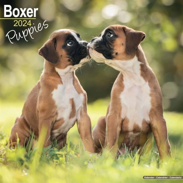 Boxer Puppies Calendar 2024 Square Dog Puppy Breed Wall Calendar - 16 Month