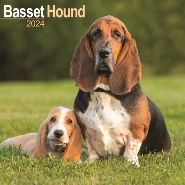 Basset Hound Calendar 2024 Square Dog Breed Wall Calendar - 16 Month