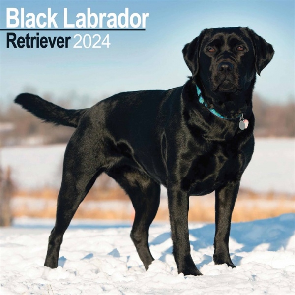 Black Labrador Retriever Calendar 2024 Square Dog Breed Wall Calendar - 16 Month
