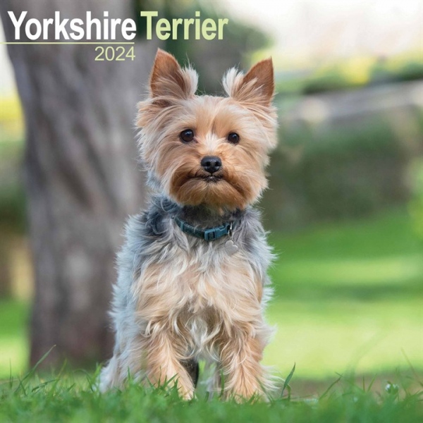 Yorkshire Terrier Calendar 2024 Square Dog Breed Wall Calendar - 16 Month