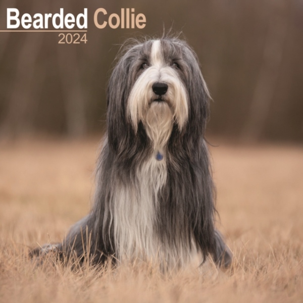 Bearded Collie Calendar 2024 Square Dog Breed Wall Calendar - 16 Month