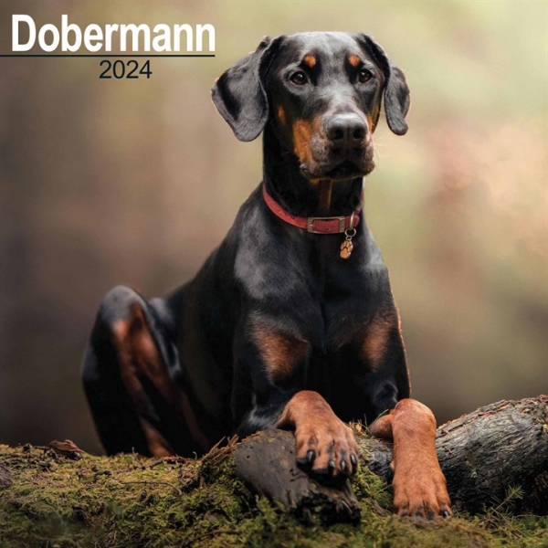 Dobermann (Euro) Calendar 2024 Square Dog Breed Wall Calendar - 16 Month