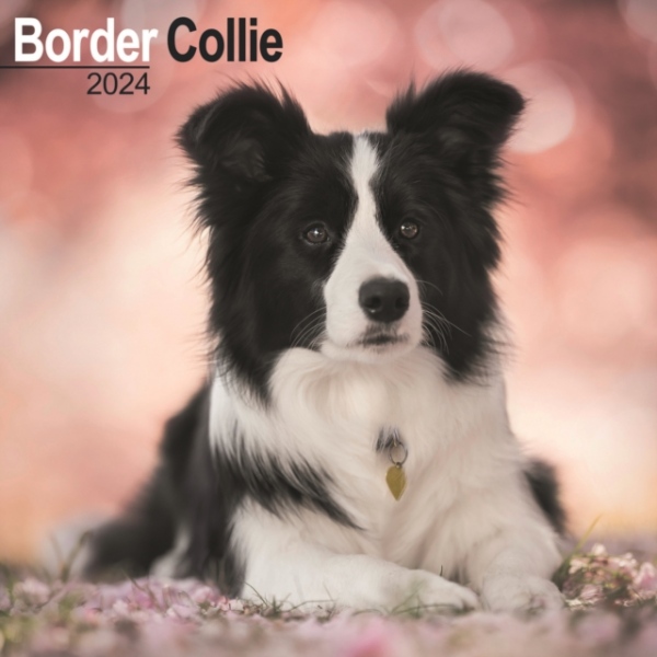 Border Collie Calendar 2024 Square Dog Breed Wall Calendar - 16 Month