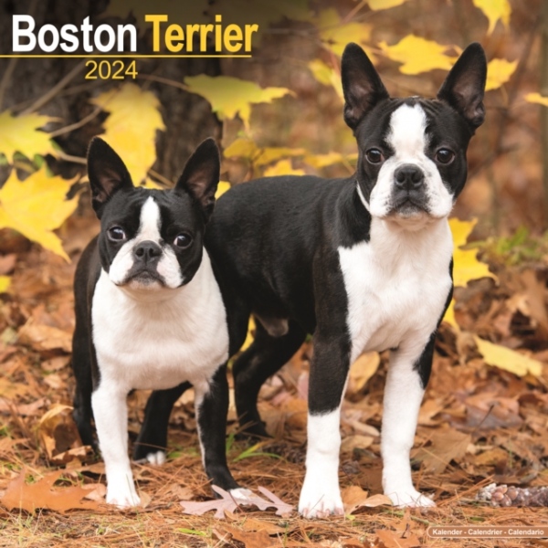 Boston Terrier Calendar 2024 Square Dog Breed Wall Calendar - 16 Month