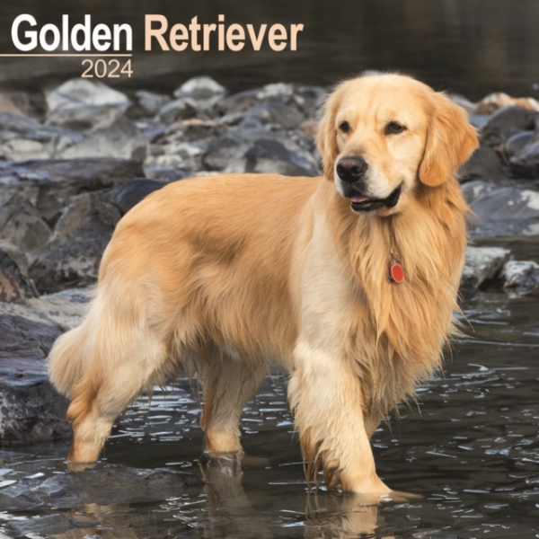 Golden Retriever Calendar 2024 Square Dog Breed Wall Calendar - 16 Month