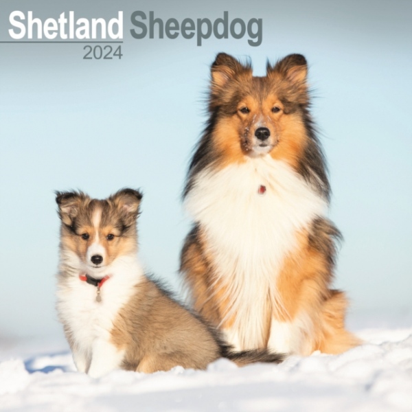 Shetland Sheepdog Calendar 2024 Square Dog Breed Wall Calendar - 16 Month