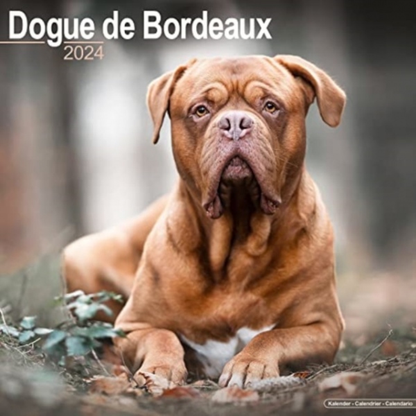 Dogue De Bordeaux Calendar 2024 Square Dog Breed Wall Calendar - 16 Month