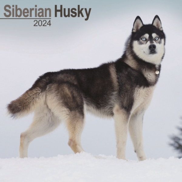 Siberian Husky Calendar 2024 Square Dog Breed Wall Calendar - 16 Month