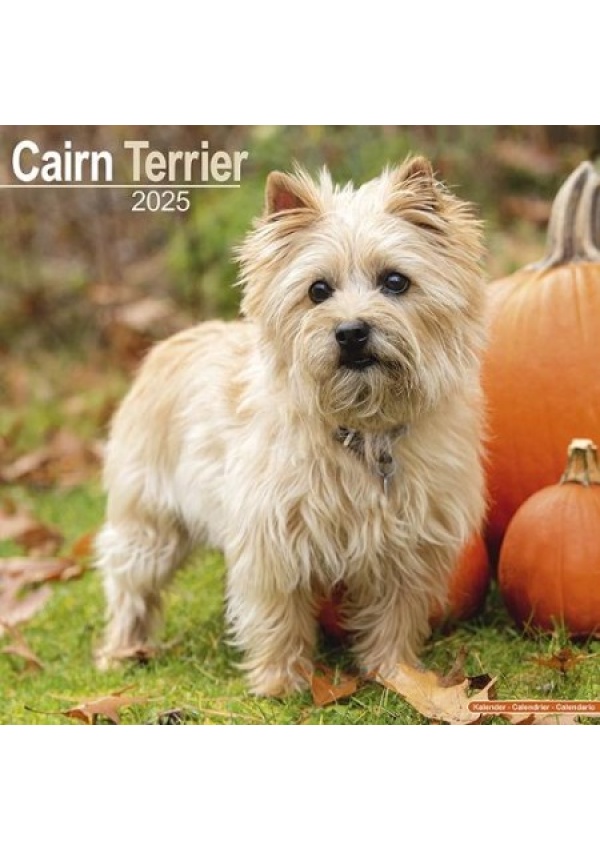 Cairn Terrier Calendar 2025 Square Dog Breed Wall Calendar - 16 Month