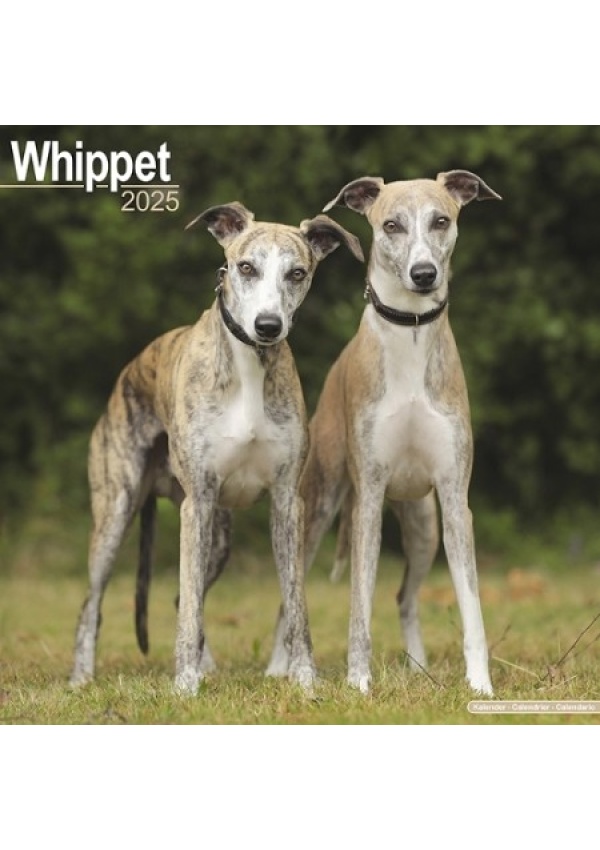 Whippet Calendar 2025 Square Dog Breed Wall Calendar - 16 Month