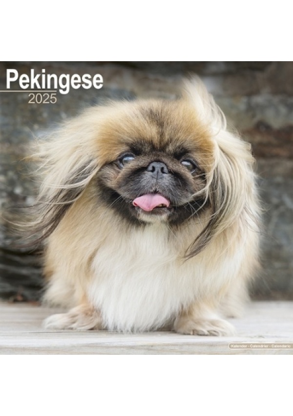 Pekingese Calendar 2025 Square Dog Breed Wall Calendar - 16 Month