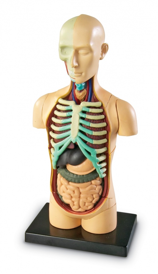 Anatomický model lidského těla