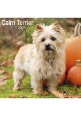 Cairn Terrier Calendar 2025 Square Dog Breed Wall Calendar - 16 Month