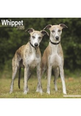 Whippet Calendar 2025 Square Dog Breed Wall Calendar - 16 Month