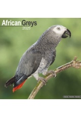 African Greys Calendar 2025 Square Bird Wall Calendar - 16 Month