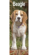 Beagle Slim 2025 Wall Calendar Calendar 2024 Dog Breed Slimline Calendar - 12 Month