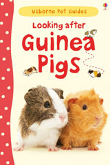 Looking after guinea pigs