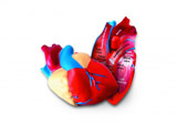 Pěnový model srdce