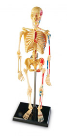 Anatomický model lidské kostry
